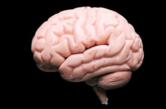 Detailed lateral view anatomical model of the human brain cortex on a black background