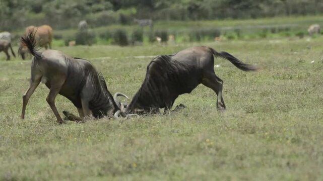 A video of two wildebeests fighting in a serene natural landscape with a peaceful background