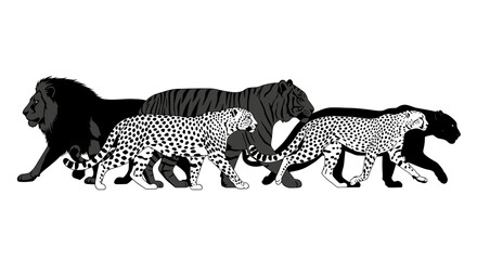 Black and white cheetahs walking together. © pur