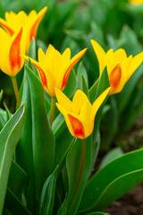 Naklejka premium Yellow-red tulips croissant pattern for design.