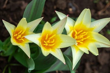 Fototapeta premium Yellow-red tulips croissant pattern for design.