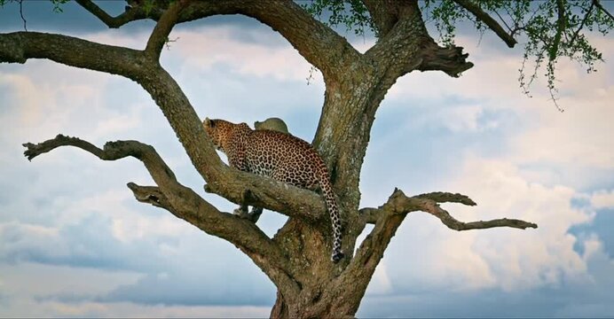 A leopard rests in a tree with a cloudy sky in the background in this serene wildlife video.