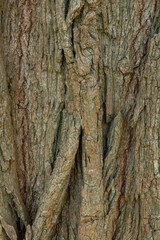 Fototapeta premium Old tree bark background for design