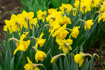 Obraz premium Yellow daffodils close-up, image for design.