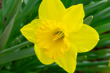 Fototapeta premium Yellow daffodils close-up, image for design.