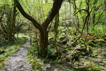 Fototapeta premium early spring path through mossy rocks and old trees