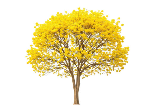 Vibrant Yellow Forsythia Tree in Full Bloom Isolated on White Background