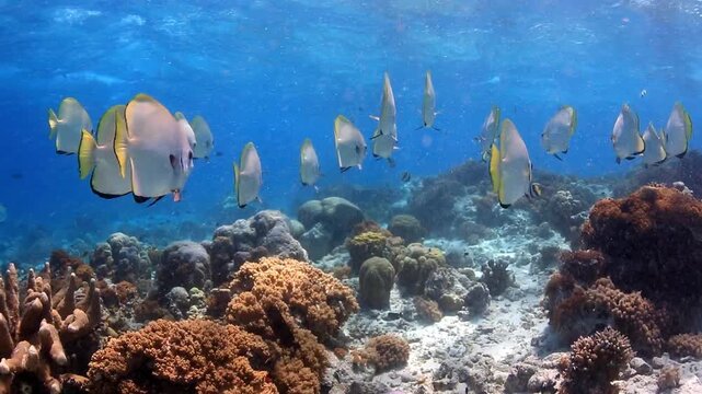 Close-up of Batfish School Swimming Across Tropical Coral Reef