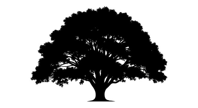 Large Tree Silhouette Against Light.