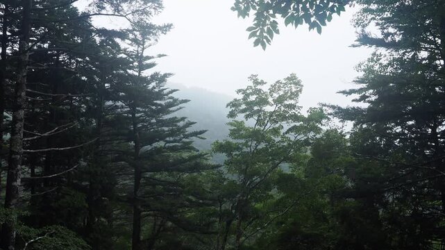 雨の森林。悪天候の登山。高山の登山道。雨具や長靴など足元の備え。準備と注意喚起。登山届。計画と判断。