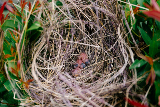Newly Hatched Baby Birds in a Natural Straw Nest