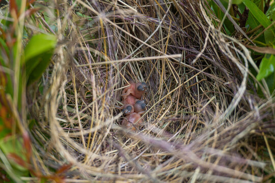 Tiny Newborn Chicks in a Grass Nest Framed by Green Leaves
