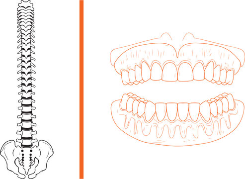 Human spine and teeth jaw line art vector illustration isolated on white background for medical and dental concepts