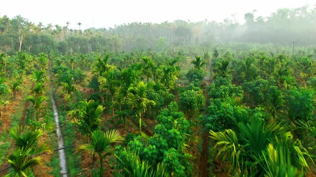 mixed crop farm combining coffee trees and betel nut trees
