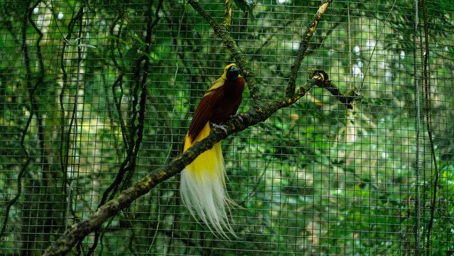 Beautiful Bird-of-Paradise in Aviary Environment