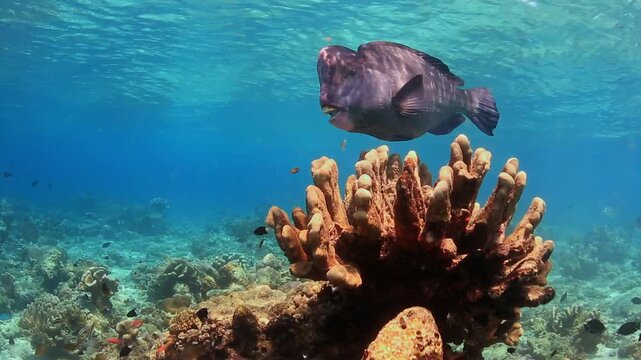 Bumphead Parrotfish Swimming Over Sunny Coral Reef in Shallow Water