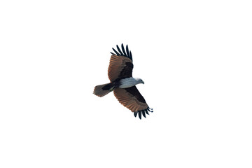 Fototapeta premium Brahminy kite (Haliastur indus) png