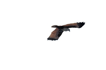 Fototapeta premium Brahminy kite (Haliastur indus) png