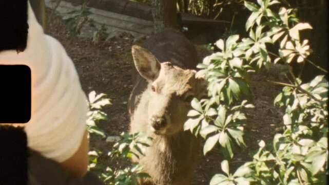 Super 8 mm vintage film of deer wildlife animal species chewing on food and standing behind plant leaves at Mount Misen observatory lookout Miyajima Island Hatsukaichi Hiroshima Japan nature tourism