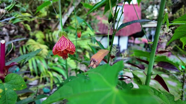 organic camera retreat reveals the delicate details of an abutilon flower, showcasing a peaceful backyard and a cozy cottage in the background.
