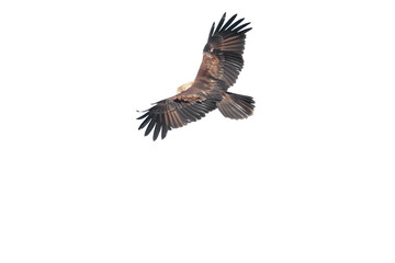 Fototapeta premium Brahminy kite (Haliastur indus) png