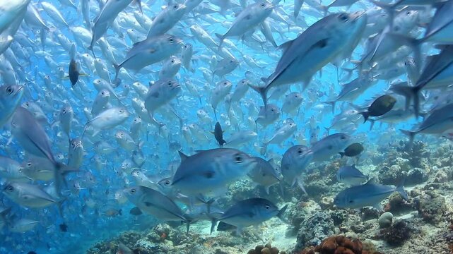 Immersive View of Massive Jackfish School Swirling Over Coral Reef