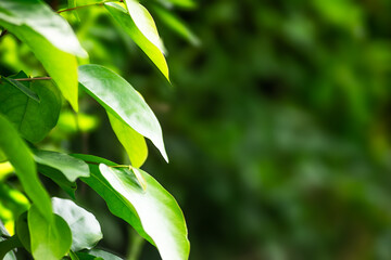 Obraz premium Lush green leaves illuminated by sunlight create a serene atmosphere in a tranquil garden setting