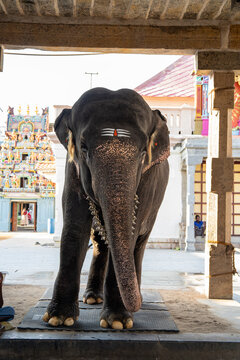 Elephant at the temple in kumbakonam , Tamilnadu