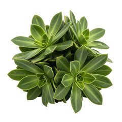 Fototapeta premium Green rosette succulent plant cluster