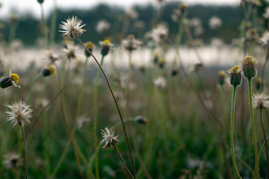 Coatbuttons flowers (Tridax procumbens) blooming in the field at sunset.