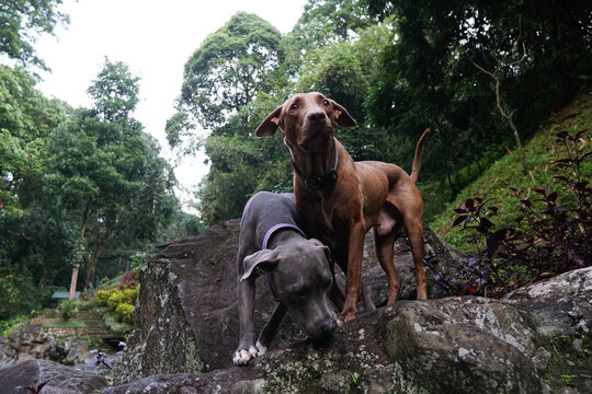 The Dogs Exploring Rocky Riverbank in Kalibendo Forest Banyuwangi.