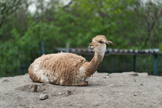 ein Vikunja, vicugna vicugna, in einem Tierpark beobachtet die Umgebung