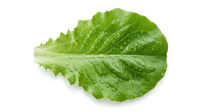 Fresh Lettuce Leaf with Water Drops Isolated