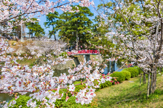 Sakura cherry blossoms in full bloom, Okazaki-jo Park, one of Japan's Top 100 Cherry Blossoms Spot