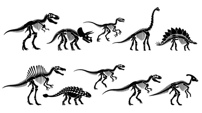 Paleontology Education Vector: Black  White Dinosaur Skeleton Glyphs Set