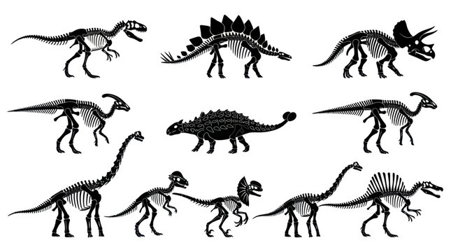 Dinosaur Skeletons, Fossil, Prehistoric Animals, Vector Illustration, Black and White