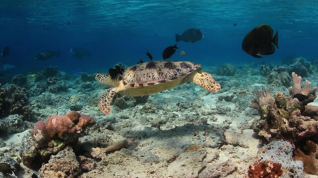 Green Sea Turtle Floating Over Coral Reef at Cleaning Station