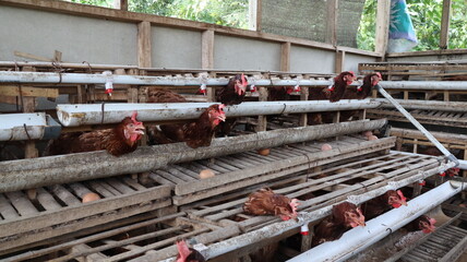 Hens in cages with eggs on trays inside a poultry farm, showing structured and intensive egg production environment. © onyengradar