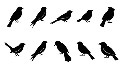 Obraz premium Black Bird Silhouettes Collection Vector Art