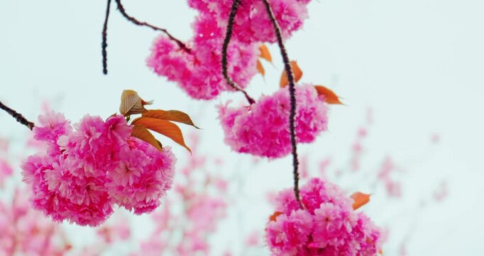 Vibrant pink Kanzan cherry blossom clusters in spring bloom