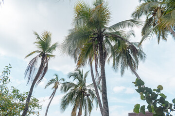 Tall palm trees swaying under a tropical summer sky © VICTOR A ARGUELLO