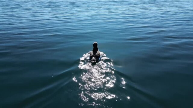 Aerial view of a Common Murre seabird swimming on the calm blue surface of the ocean, leaving a small wake behind as it floats on the water under bright sunlight with glimmers.