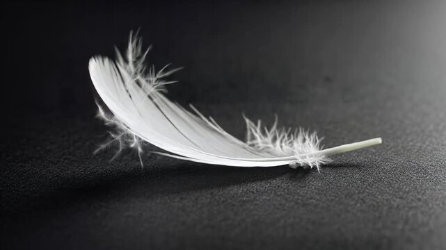 Delicate White Feather on Dark Background - Symbol of Lightness and Purity.