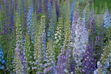 Obraz premium Beautiful periwinkle light blue and purple delphinium flowers in a garden in San Francisco golden gate park