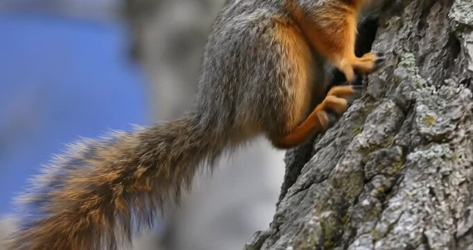 A vibrant wild squirrel is captured in a detailed close-up as it agilely ascends a rugged tree trunk, its strong claws meticulously gripping the textured bark. The animal's distinctive fur, showcasing