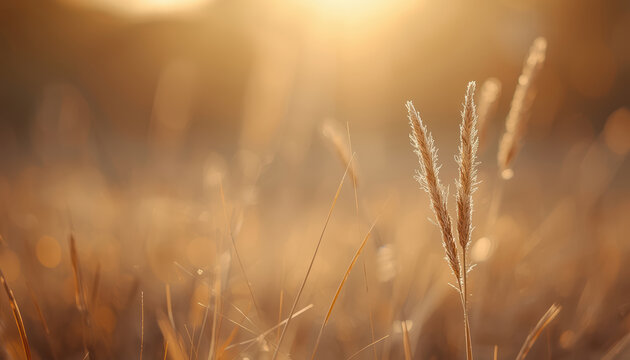 Golden grass stalks glowing in warm sunlight with soft bokeh and serene mood