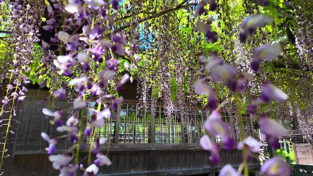 石藤崎八幡宮のフジの花　熊本県山鹿市