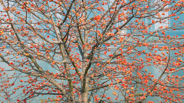 Blooming kapok flowers