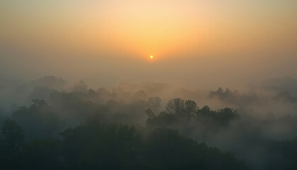 Obraz premium Morning fog forest sunrise misty trees warm light