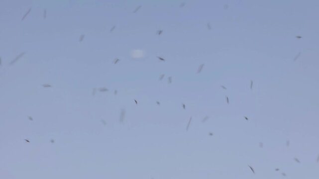 Mosquitoes Swarms Swarms of mosquitoes flying in the twilight sky over a tranquil landscape Slow motion 240fps